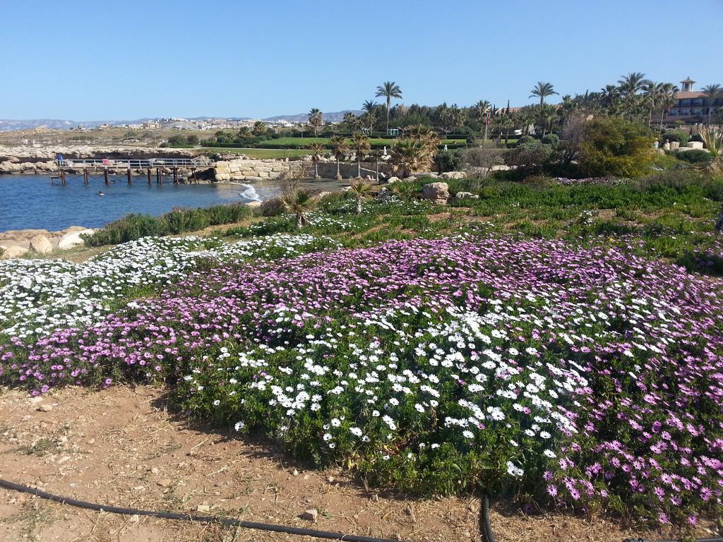 Faros Beach Paphos Kültér fotó